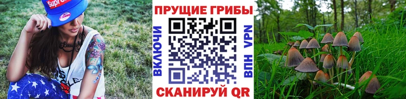 Псилоцибиновые грибы Cubensis  где купить наркоту  Бодайбо 